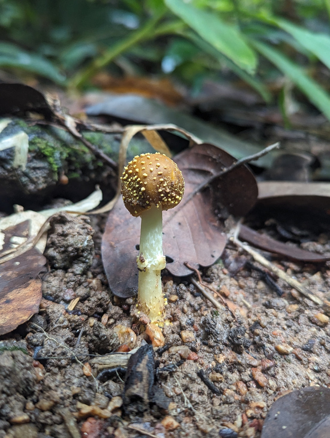 Forest Foraging Trip with POTENT: