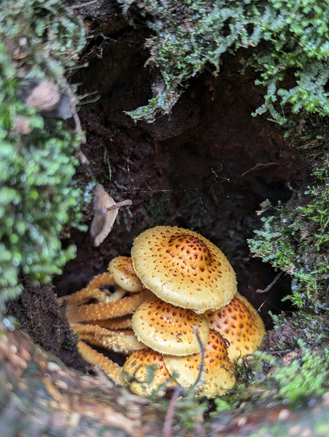 POTENT Mushroom Tea House