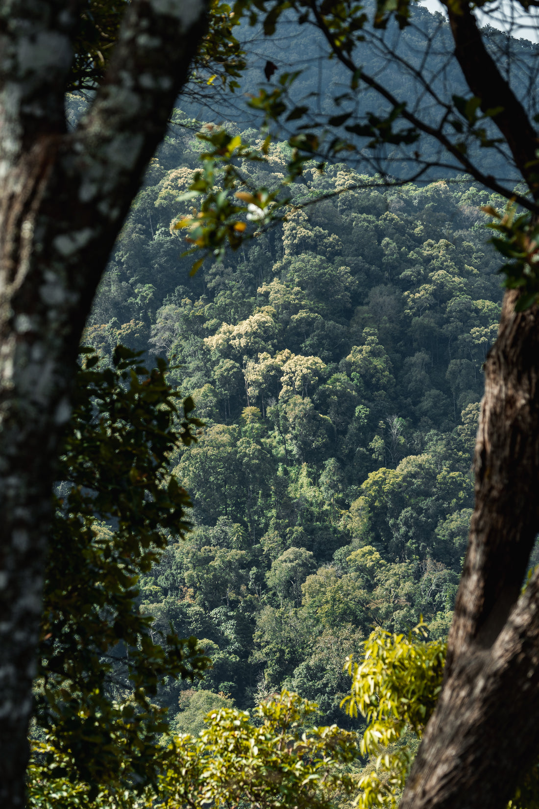 Forest Foraging Trip with POTENT: