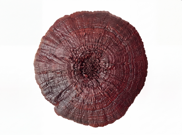 Reishi
