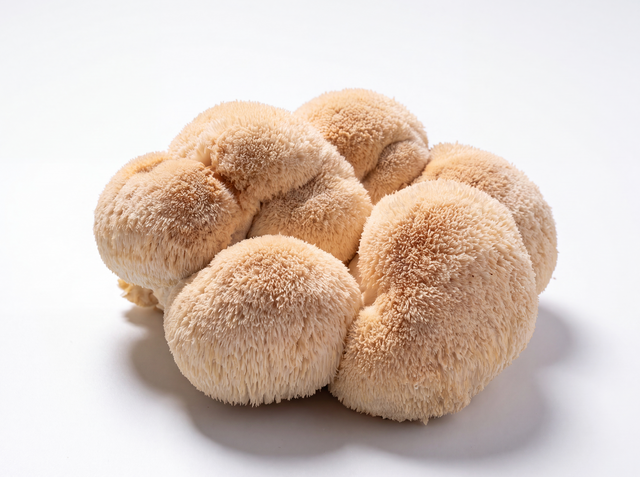 Lion's Mane