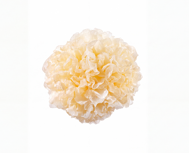Snow Fungus