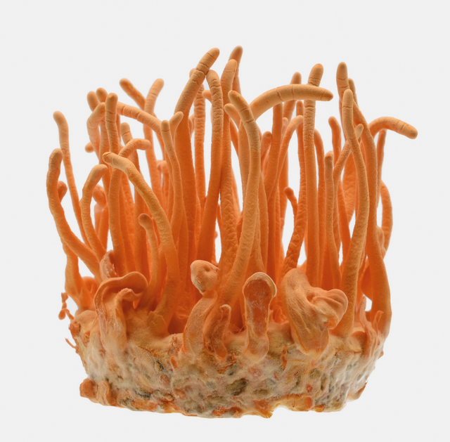 Cordyceps