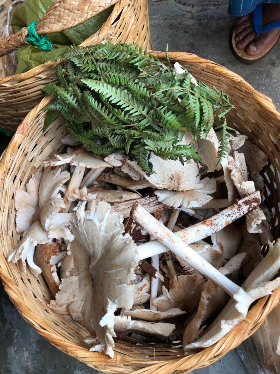 Mushroom Education Workshop