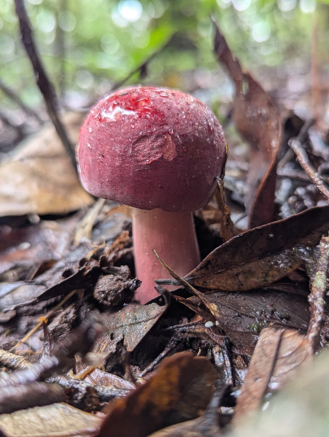 Mushroom Education Workshop