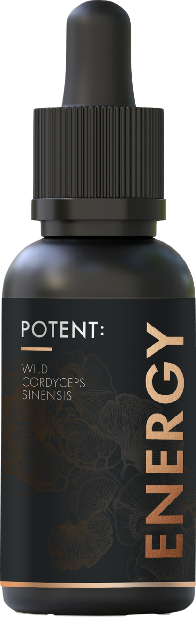 WILD ENERGY | Cordyceps Sinensis | Elixir